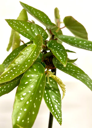 Begonia Tamaya