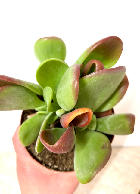 Kalanchoe Oricula