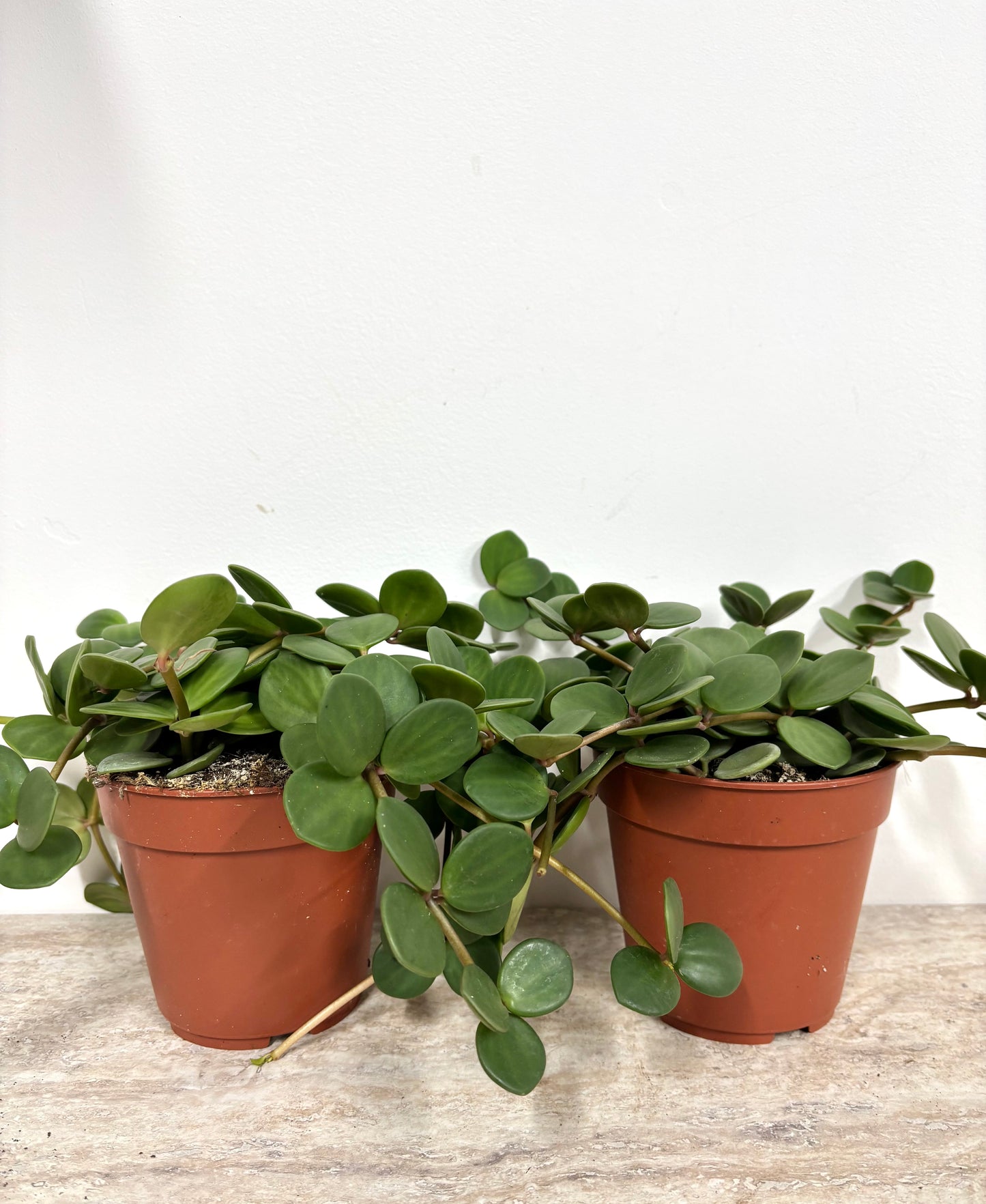 Peperomia Hope