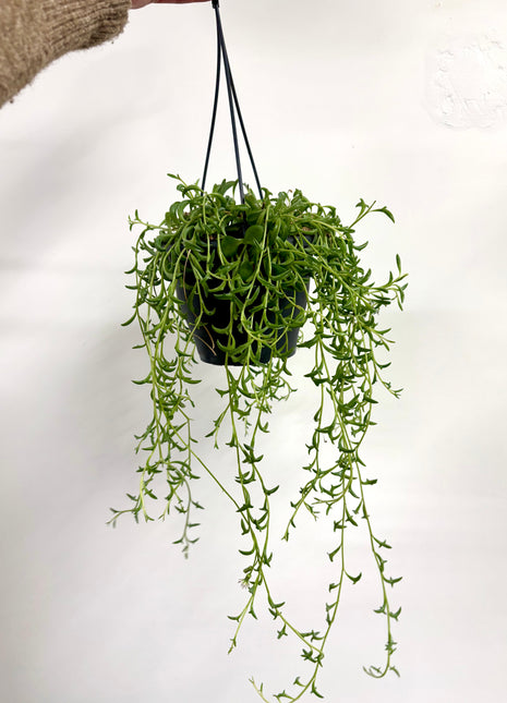 Senecio / String of Dolphins