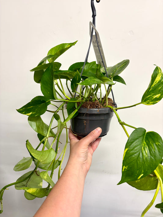 Epipremnum Aureum