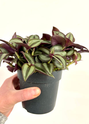 Tradescantia Purpusii