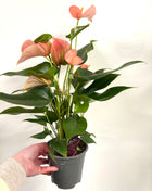 Anthurium Festivo