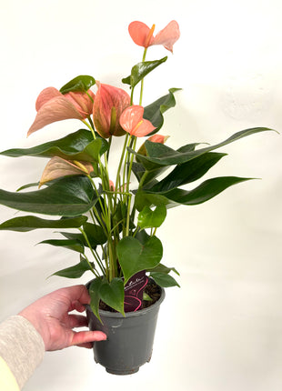 Anthurium Festivo