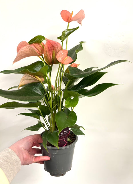 Anthurium Festivo