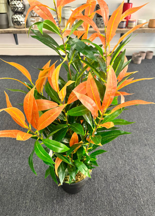 Faux Red/Green Ficus