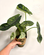 Alocasia Dragon Mint