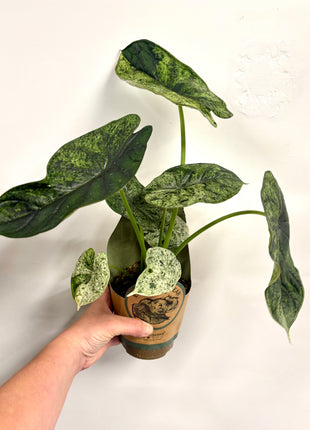 Alocasia Dragon Mint