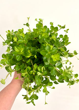 Peperomia Rotundifolia