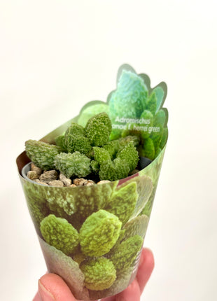 Adromischus Marianne