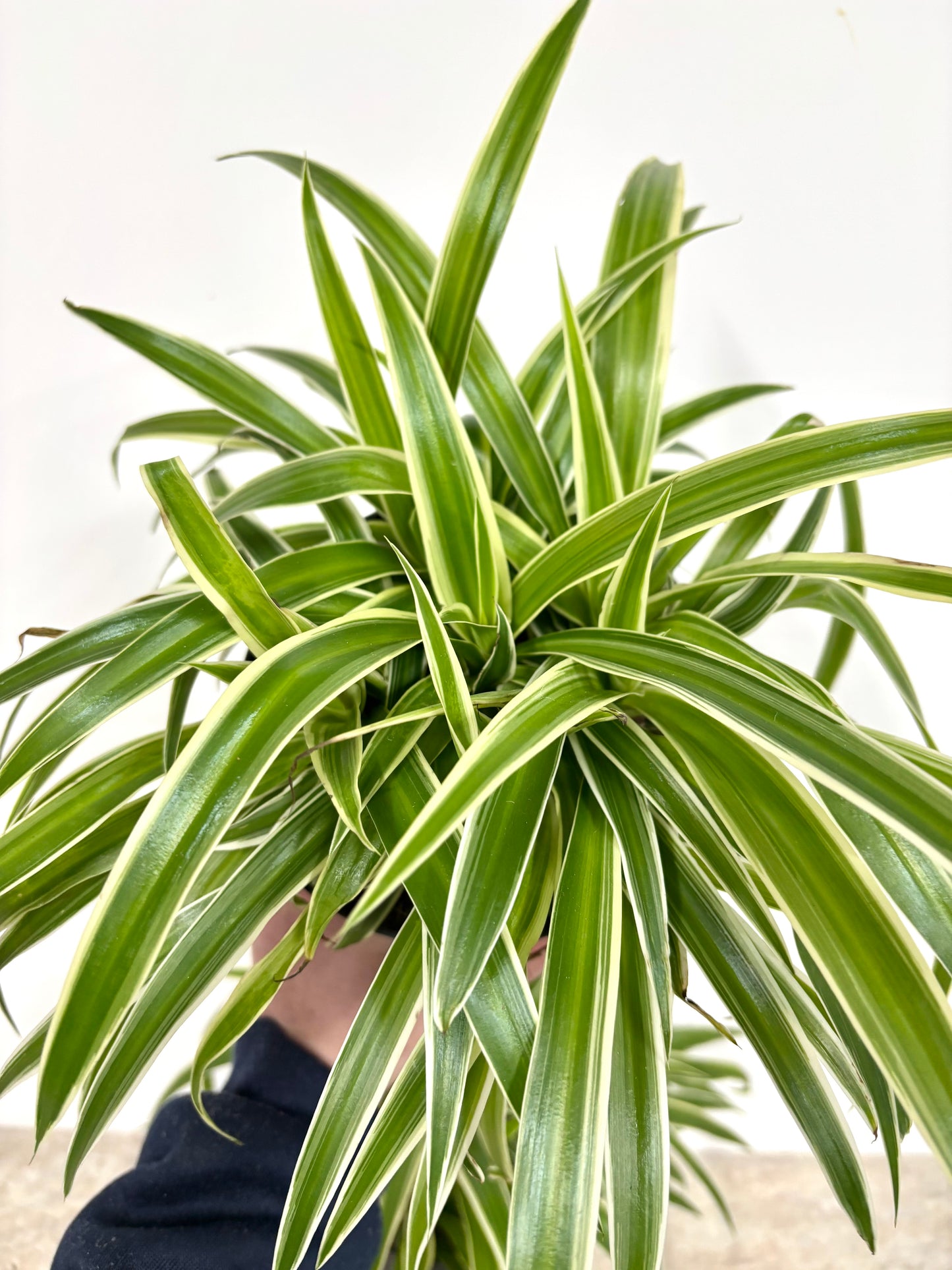 Spider Plant