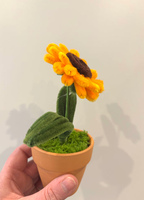 Sunflower potted
