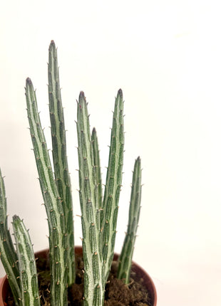 Senecio Stapeliformis