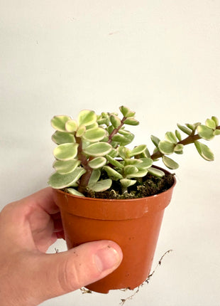 Portulacaria Afra Variegata