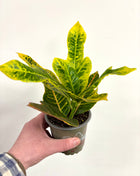 Croton / Codiaeum