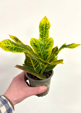 Croton / Codiaeum
