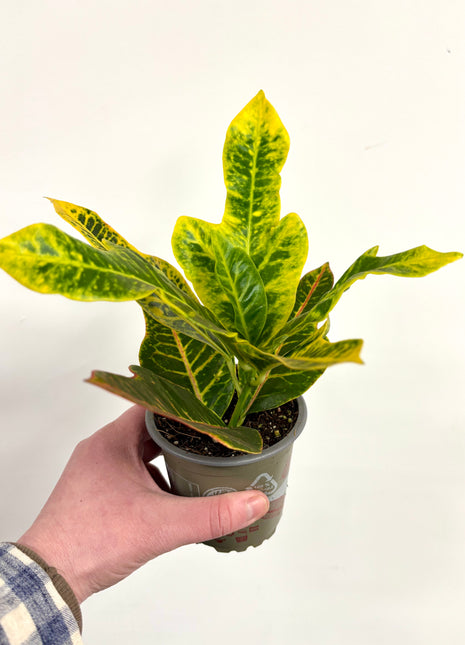 Croton / Codiaeum
