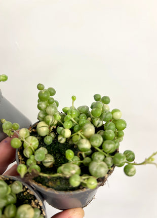 Senecio Rowleyanus Variegata