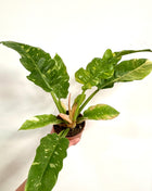 Philodendron Ring of Fire