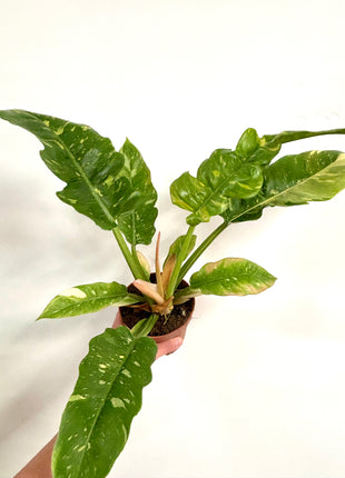 Philodendron Ring of Fire