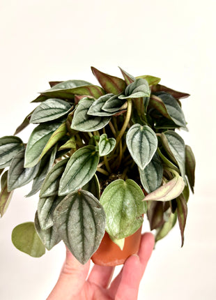 Peperomia Napoli Nights