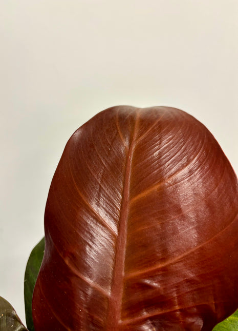 Philodendron Cherry Red