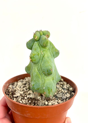 Myrtillocactis Nipel/Boobie cactus