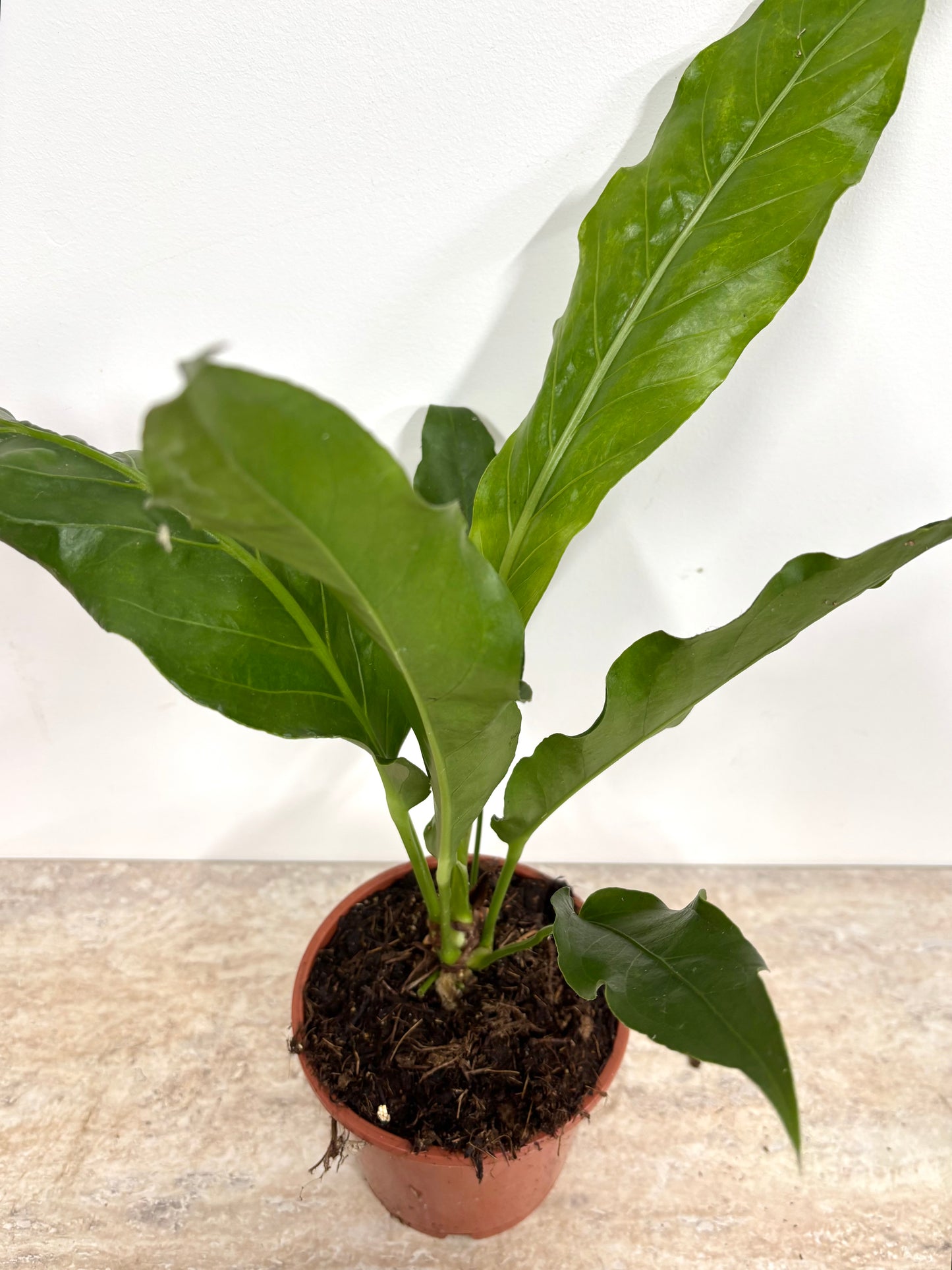 Anthurium Birdnest