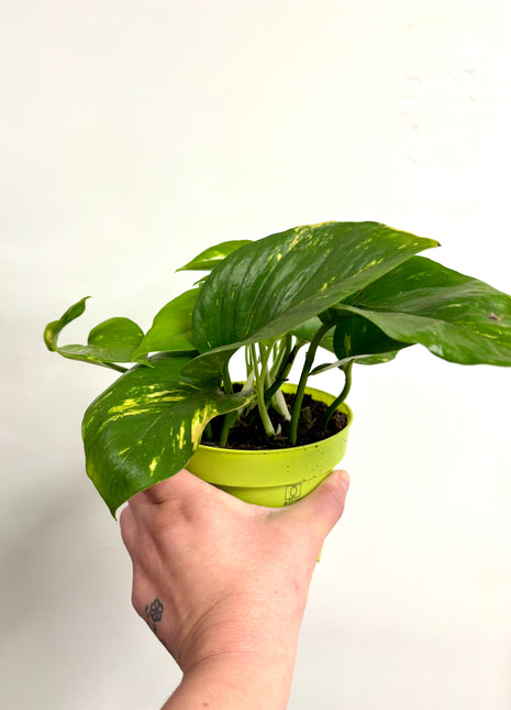Epipremnum Aureum