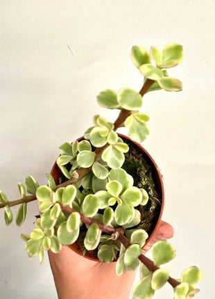 Portulacaria Afra Variegata