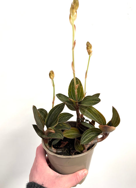 Ludisia Green Velvet / Jewel Orchid