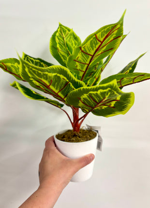 Faux Calathea plant