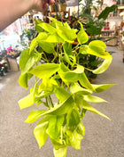 Epipremnum Golden Pothos