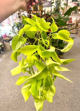 Epipremnum Golden Pothos