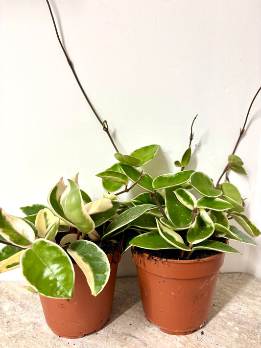 Hoya Krimson Queen
