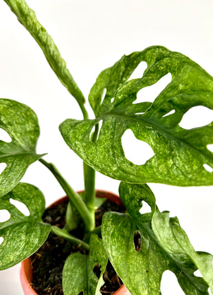 Monstera Adansonii Mint