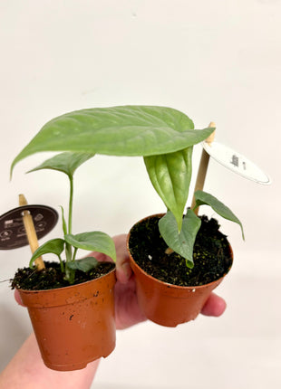 Monstera Amydrium Medium Silver