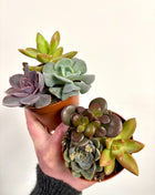 Mixed potted succulents