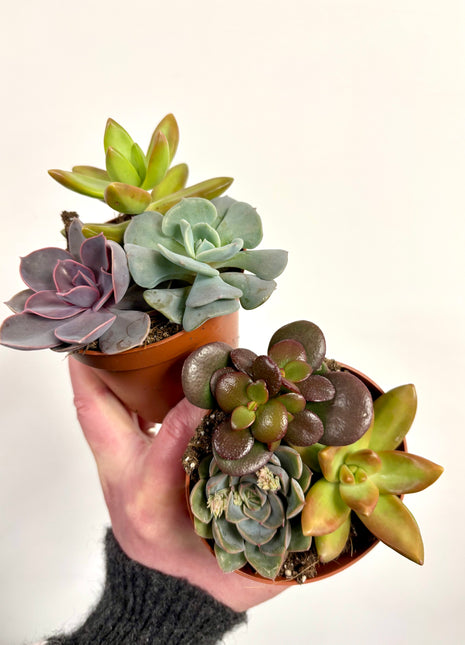 Mixed potted succulents