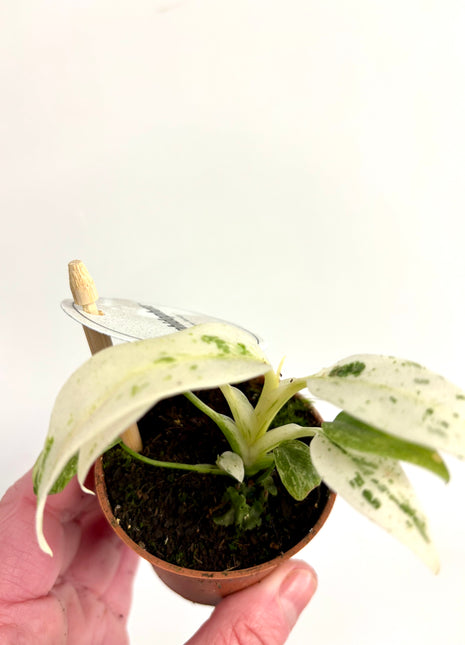 Rhaphidophora Puberula Variegata