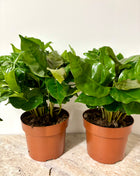 Coffea Plant