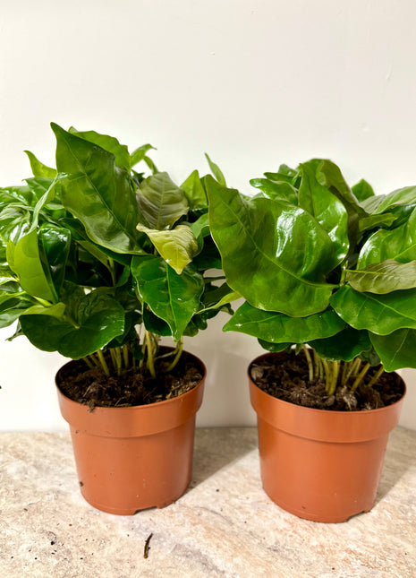 Coffea Plant