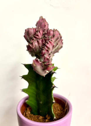 Euphorbia