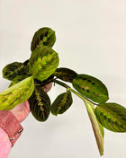Maranta Fascinator