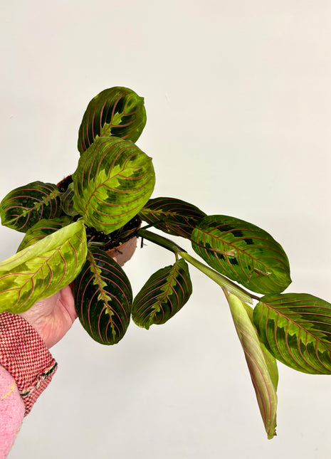 Maranta Fascinator