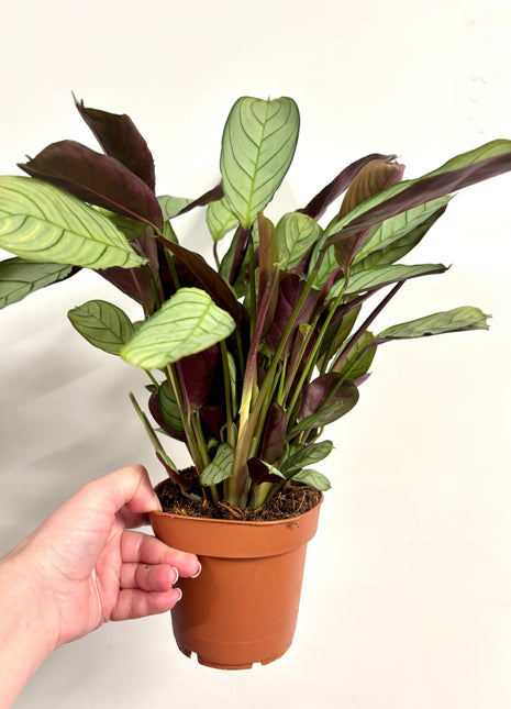 Ctenanthe Amagris