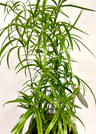 Asparagus Falcatus