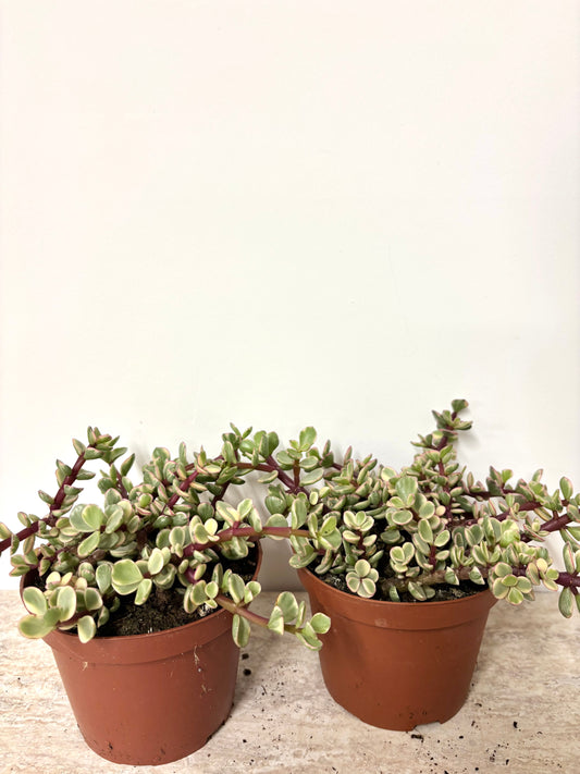 Crassula afra variegata