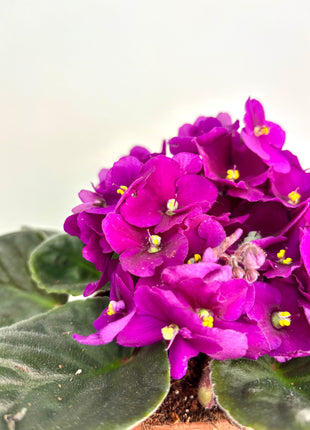 African Violet