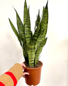 Sansevieria